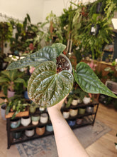 Kép betöltése a galériamegjelenítőbe: Anthurium luxurians x radicans 2. - Tropical Home