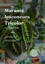 Kép betöltése a galériamegjelenítőbe: Maranta leuconeura Tricolor - Nyílgyökér - ajándékcsomag - Tropical Home