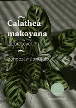 Kép betöltése a galériamegjelenítőbe: Calathea makoyana - karácsonyi ajándékcsomag