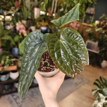 Kép betöltése a galériamegjelenítőbe: Anthurium luxurians x radicans 2. - Tropical Home