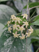 Kép betöltése a galériamegjelenítőbe: Hoya exilis és leucantha csomag - Saját szaporítás - Tropical Home