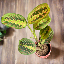 Kép betöltése a galériamegjelenítőbe: Maranta leuconeura Tricolor - Nyílgyökér - Prayer plant - Tropical Home