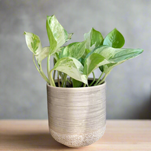 Kép betöltése a galériamegjelenítőbe: Epipremnum aureum "Happy leaf" - "Happy leaf" / “Manjula” szobafutóka - Tropical Home