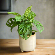 Kép betöltése a galériamegjelenítőbe: Monstera adansonii - Monstera "Monkey leaf" - Swiss cheese vine - Tropical Home