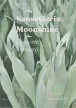 Kép betöltése a galériamegjelenítőbe: Sansevieria trif. "Moonshine" - ajándékcsomag - Tropical Home