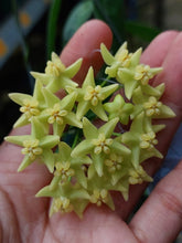 Kép betöltése a galériamegjelenítőbe: Hoya hypolasia - Saját szaporítás - Tropical Home