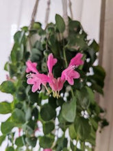 Kép betöltése a galériamegjelenítőbe: Aeschynanthus "Pink polka" - Pink rúzsvirág - Tropical Home