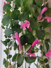 Kép betöltése a galériamegjelenítőbe: Aeschynanthus "Pink polka" - Pink rúzsvirág - Tropical Home