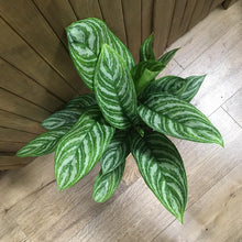 Kép betöltése a galériamegjelenítőbe: Aglaonema "Stripes" - Rákvirág - Chinese Evergreen - Tropical Home
