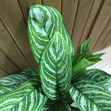 Kép betöltése a galériamegjelenítőbe: Aglaonema "Stripes" - Rákvirág - Chinese Evergreen - Tropical Home