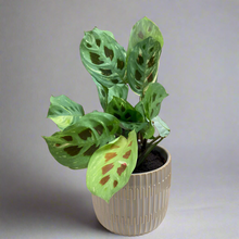 Kép betöltése a galériamegjelenítőbe: Maranta leuconeura 'Kerchoveana' variegata - Nyílgyökér - Prayer plant - Tropical Home