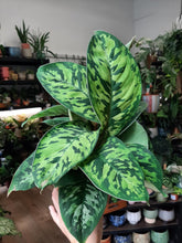 Kép betöltése a galériamegjelenítőbe: Homalomena (Adelonema) camouflage - Tropical Home