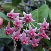 Kép betöltése a galériamegjelenítőbe: Hoya piestolepis - Saját szaporítás - Tropical Home