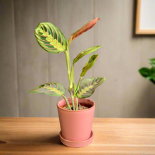 Kép betöltése a galériamegjelenítőbe: Maranta leuconeura Tricolor - Nyílgyökér - Prayer plant - Tropical Home