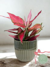 Kép betöltése a galériamegjelenítőbe: Aglaonema "Cherry baby" - ajándékcsomag gondozási útmutatóval