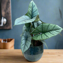 Kép betöltése a galériamegjelenítőbe: Alocasia "Platinum" - Tropical Home