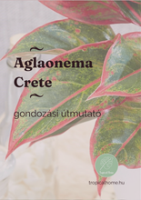 Kép betöltése a galériamegjelenítőbe: Aglaonema "Crete" - karácsonyi ajándékcsomag