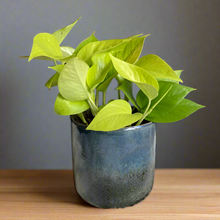 Kép betöltése a galériamegjelenítőbe: Epipremnum aureum "Neon" - Neon szobafutóka - Tropical Home