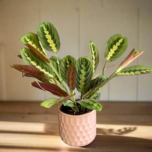 Kép betöltése a galériamegjelenítőbe: Maranta leuconeura Tricolor - Nyílgyökér - Prayer plant - Tropical Home