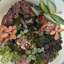 Kép betöltése a galériamegjelenítőbe: Florárium építés- workshop - augusztus 06. - Tropical Home