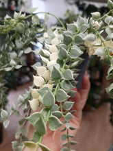 Kép betöltése a galériamegjelenítőbe: Dischidia ruscifolia "Million hearts" variegata - Tropical Home