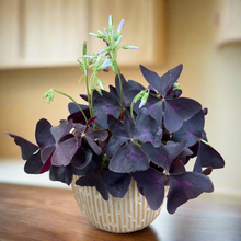 Kép betöltése a galériamegjelenítőbe: Oxalis ikigai "Triangularis" - Háromszöglevelű Madársóska - Tropical Home
