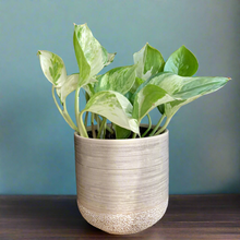 Kép betöltése a galériamegjelenítőbe: Epipremnum aureum "Happy leaf" - "Happy leaf" / “Manjula” szobafutóka - Tropical Home