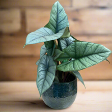 Kép betöltése a galériamegjelenítőbe: Alocasia "Platinum" - Tropical Home