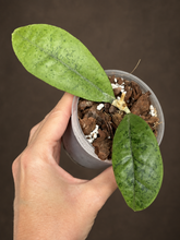 Kép betöltése a galériamegjelenítőbe: Hoya forbesii silver 8cm - Saját szaporítás