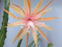 Kép betöltése a galériamegjelenítőbe: Epiphyllum"Dietmar Paetz" - Tropical Home