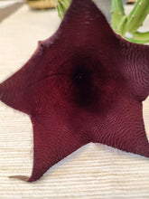 Kép betöltése a galériamegjelenítőbe: Stapelia leendertziae - Dögvirág - Tropical Home