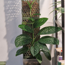 Kép betöltése a galériamegjelenítőbe: Mohakaró készítés - workshop - november 5. 18:00 - Tropical Home