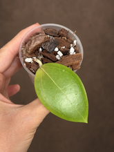 Kép betöltése a galériamegjelenítőbe: Hoya dolichosparte "Pink" 6cm - Saját szaporítás