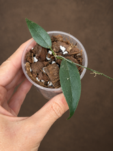 Kép betöltése a galériamegjelenítőbe: Hoya exilis 6cm - Saját szaporítás