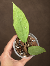 Kép betöltése a galériamegjelenítőbe: Hoya sp. Germany silver 8cm - Saját szaporítás