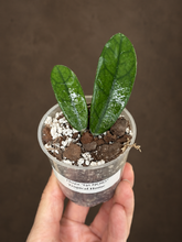 Kép betöltése a galériamegjelenítőbe: Hoya sichuanensis (lyi NOID) 6cm - Saját szaporítás