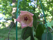 Kép betöltése a galériamegjelenítőbe: Hoya patella "Pink" - Saját szaporítás - Tropical Home