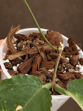 Kép betöltése a galériamegjelenítőbe: Hoya versteegii 9cm - Saját szaporítás