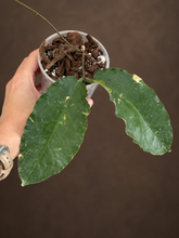 Kép betöltése a galériamegjelenítőbe: Hoya versteegii 9cm - Saját szaporítás