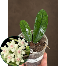 Kép betöltése a galériamegjelenítőbe: Hoya sichuanensis (lyi NOID) 6cm - Saját szaporítás