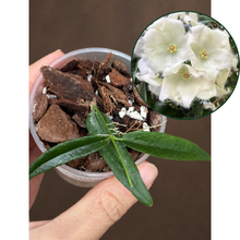 Kép betöltése a galériamegjelenítőbe: Hoya paradisea 6cm - Saját szaporítás
