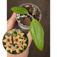 Kép betöltése a galériamegjelenítőbe: Hoya cutis porcelana 6cm - Saját szaporítás