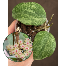 Kép betöltése a galériamegjelenítőbe: Hoya KSB08 splash 6cm - Saját szaporítás