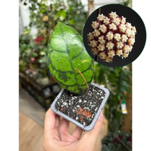 Kép betöltése a galériamegjelenítőbe: Hoya callistophylla "Black cat" 9cm