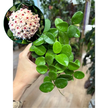 Kép betöltése a galériamegjelenítőbe: Hoya mathilde 9cm - Viaszvirág - Wax plant