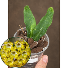 Kép betöltése a galériamegjelenítőbe: Hoya amicabilis 6cm - Saját szaporítás