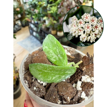 Kép betöltése a galériamegjelenítőbe: Hoya lima splash - Saját szaporítás - Tropical Home