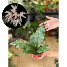 Kép betöltése a galériamegjelenítőbe: Hoya undulata splash 1. - Tropical Home