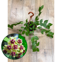 Kép betöltése a galériamegjelenítőbe: Hoya polyneura - Viaszvirág - Fishtail hoya