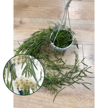 Kép betöltése a galériamegjelenítőbe: Hoya linearis - Tropical Home